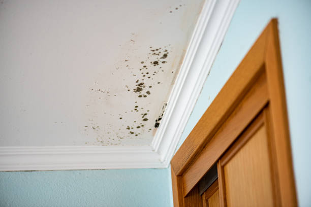 Best Commercial Mold Removal  in Hopatcong, NJ