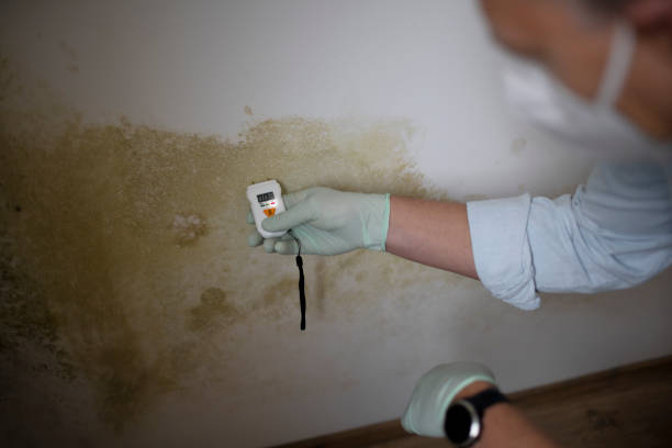 Best Black Mold Removal  in Hopatcong, NJ