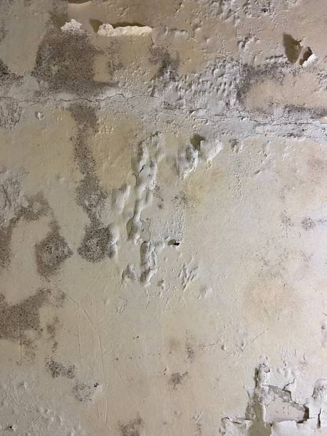 Best Home Mold Removal  in Hopatcong, NJ